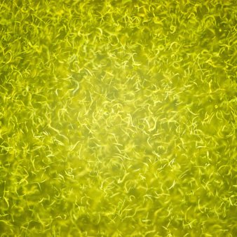 Pool-algae